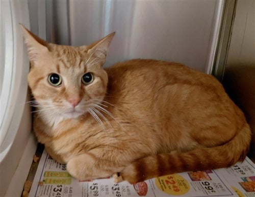 DJ - Domestic Short Hair available for adoption
