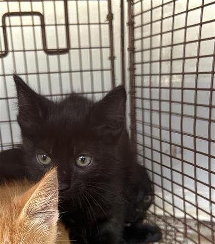 NOIR - Domestic Short Hair available for adoption