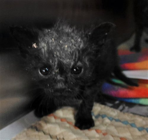 A659669 - Domestic Short Hair available for adoption