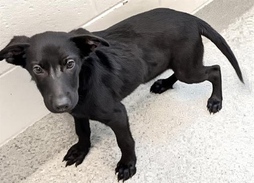 A659260 - Labrador Retriever available for adoption