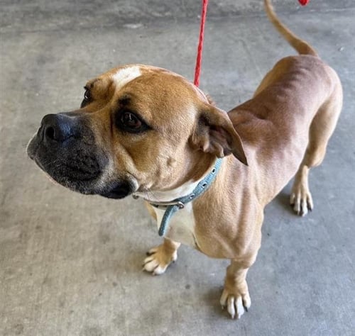 A658493 - Boxer available for adoption