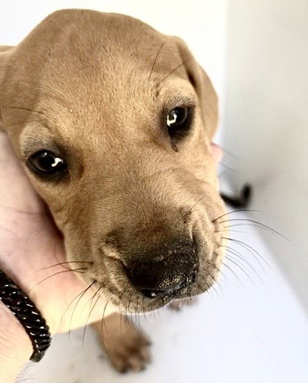 A660434 - Redbone Coonhound available for adoption