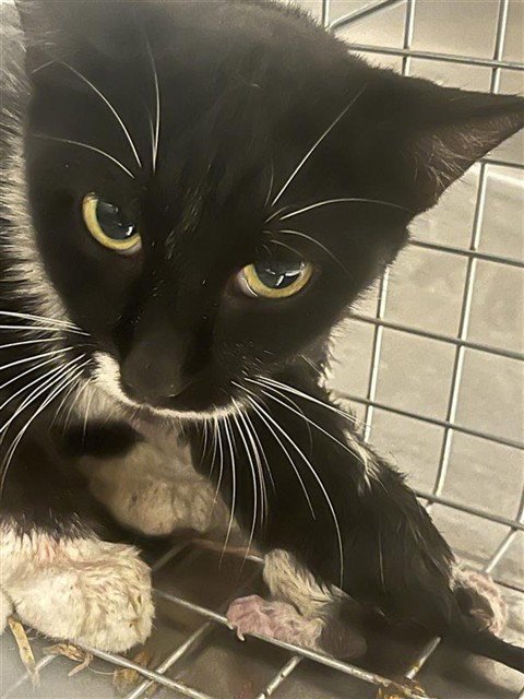 A662414 - Domestic Short Hair available for adoption