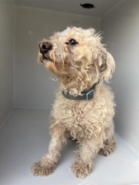 A658298 - Poodle (Miniature) available for adoption