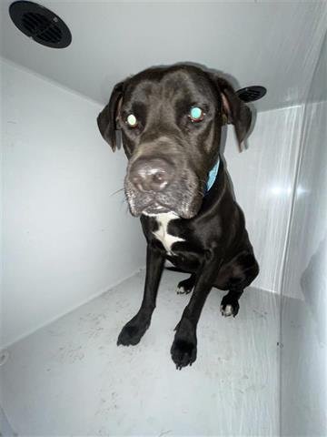 BENJI - Labrador Retriever available for adoption