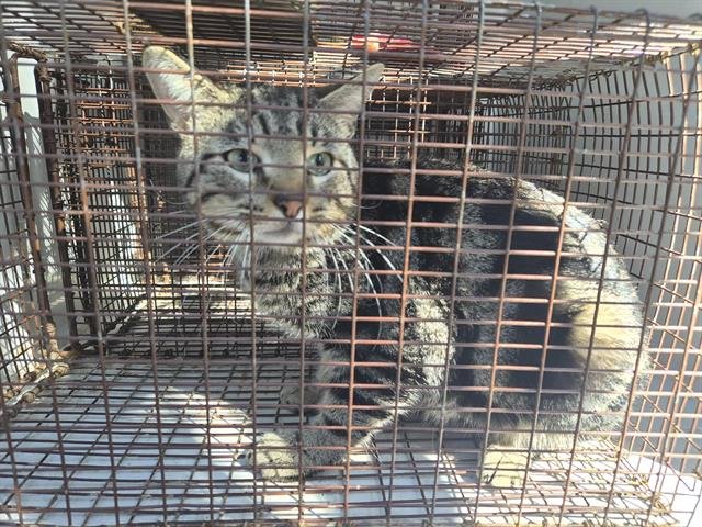 A650337 - Domestic Medium Hair available for adoption