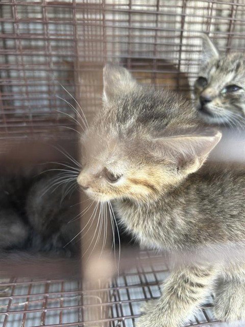 A662380 - Domestic Short Hair available for adoption