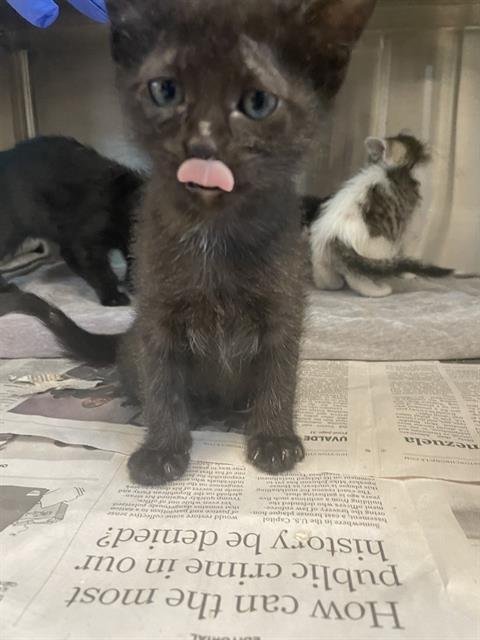 A656729 - Domestic Short Hair available for adoption