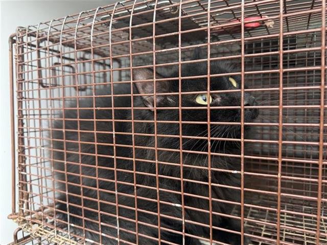 A650500 - Domestic Long Hair available for adoption