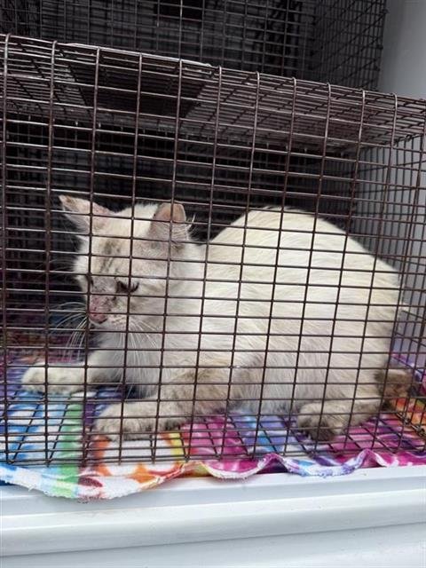 A658658 - Domestic Short Hair available for adoption