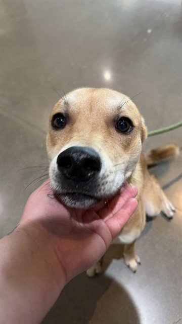 FOX - German Shepherd Dog available for adoption