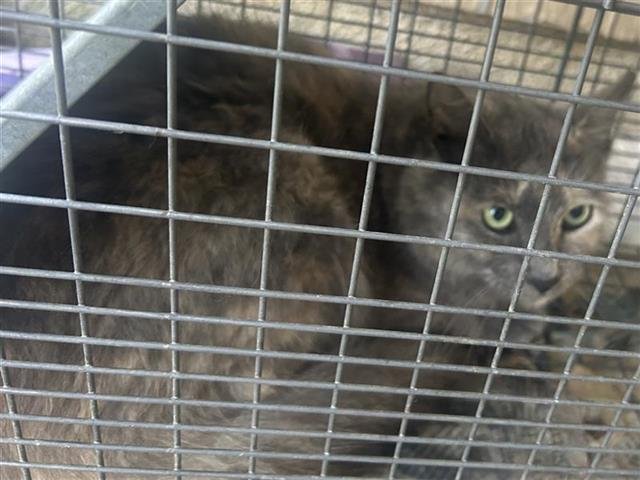 SAMANTHA - Domestic Medium Hair available for adoption