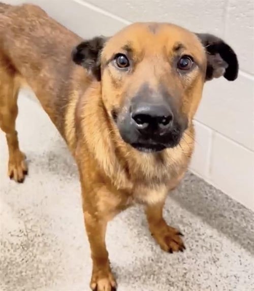 BROCK - Black Mouth Cur available for adoption