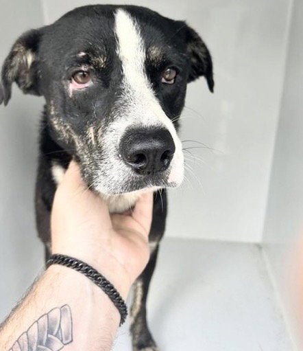 A657979 - Labrador Retriever available for adoption