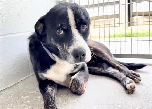 BRADLEY - Labrador Retriever / Australian Cattle Dog/Blue Heeler available for adoption