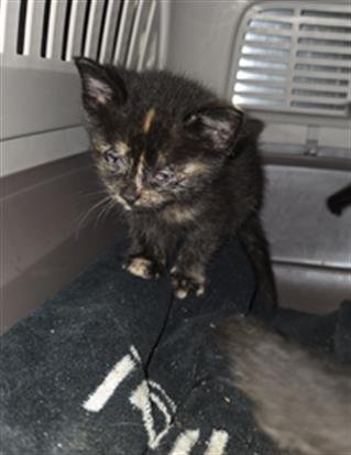 A658057 - Domestic Short Hair available for adoption