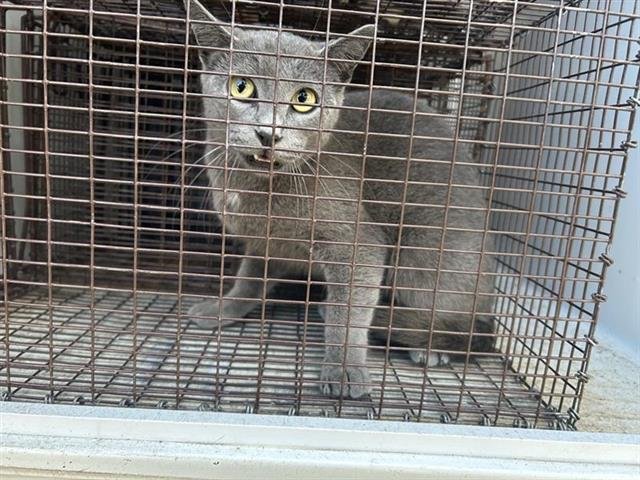 A650056 - Domestic Short Hair available for adoption