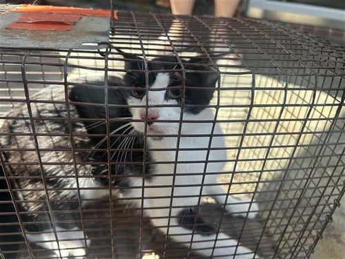A658500 - Domestic Short Hair available for adoption