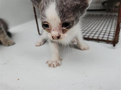 A655523 - Domestic Short Hair available for adoption