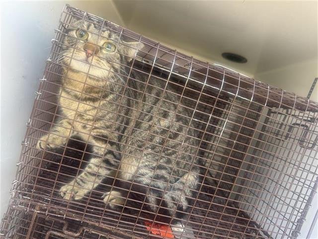 A650589 - Domestic Short Hair available for adoption