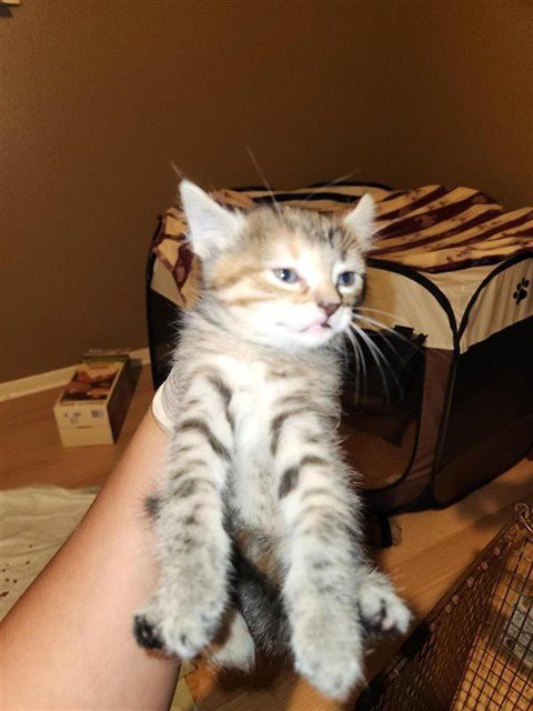 A661456 - Domestic Short Hair available for adoption