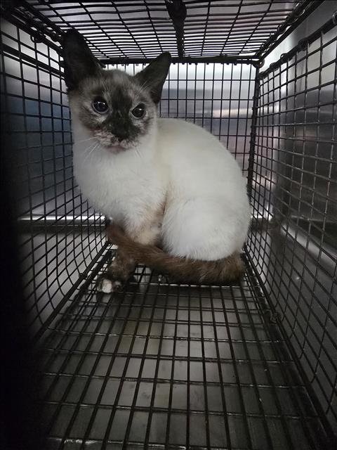 A649870 - Siamese available for adoption