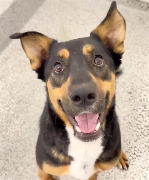 DANNY - German Shepherd Dog available for adoption