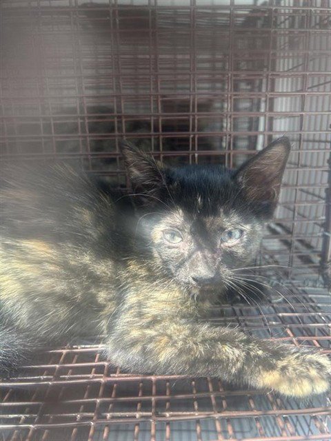 A662542 - Domestic Short Hair available for adoption