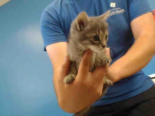 A517576 - Domestic Short Hair available for adoption