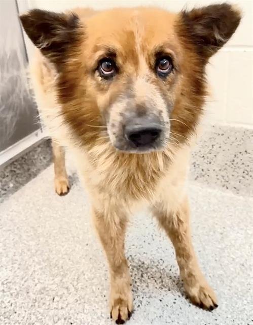 JJ - Australian Cattle Dog/Blue Heeler available for adoption