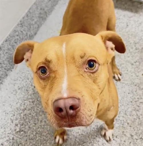 CEDRIC - Pit Bull Terrier available for adoption