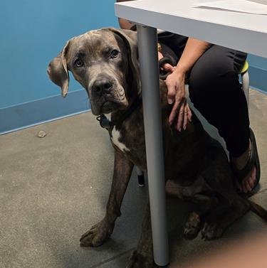WILLIE - Great Dane available for adoption
