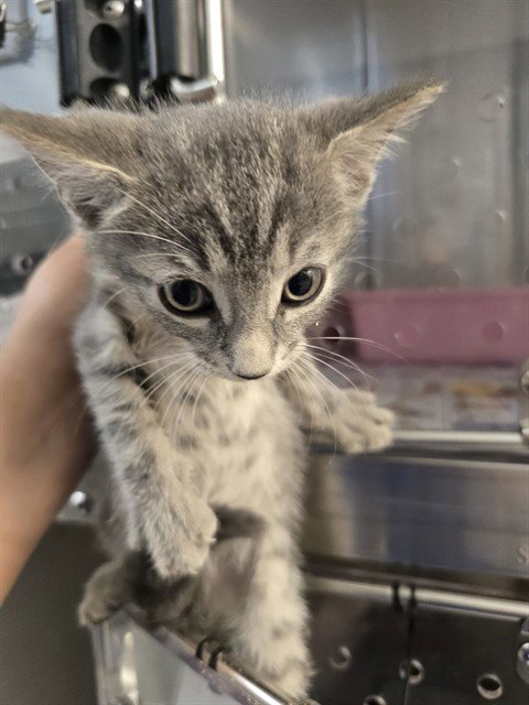 A662530 - Domestic Short Hair available for adoption