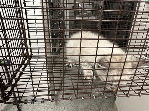 A658117 - Domestic Short Hair available for adoption