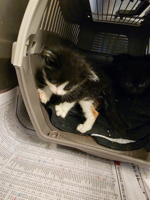 A658059 - Domestic Short Hair available for adoption