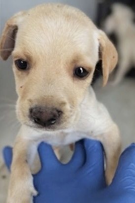A660534 - Labrador Retriever available for adoption