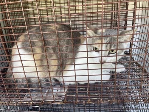 A660618 - Domestic Short Hair available for adoption