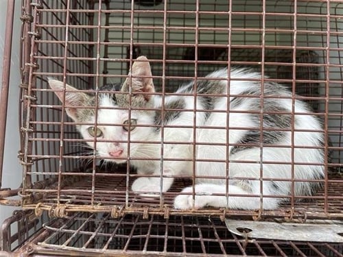 A657775 - Domestic Short Hair available for adoption