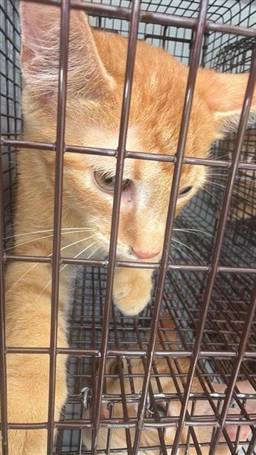 A660749 - Domestic Short Hair available for adoption