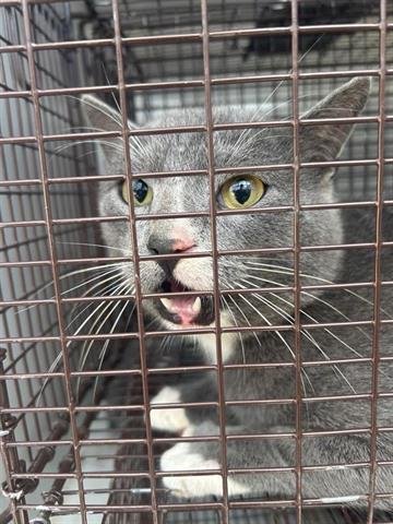 A650141 - Domestic Short Hair available for adoption