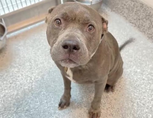 KALLEAH - Pit Bull Terrier available for adoption