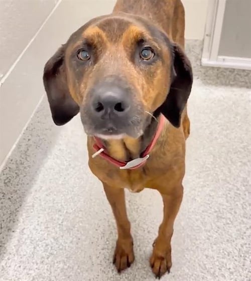 SCOUT - Plott Hound available for adoption