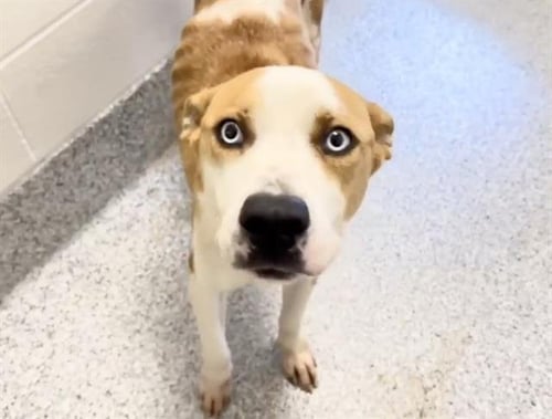 CAMILLE - Australian Cattle Dog/Blue Heeler available for adoption
