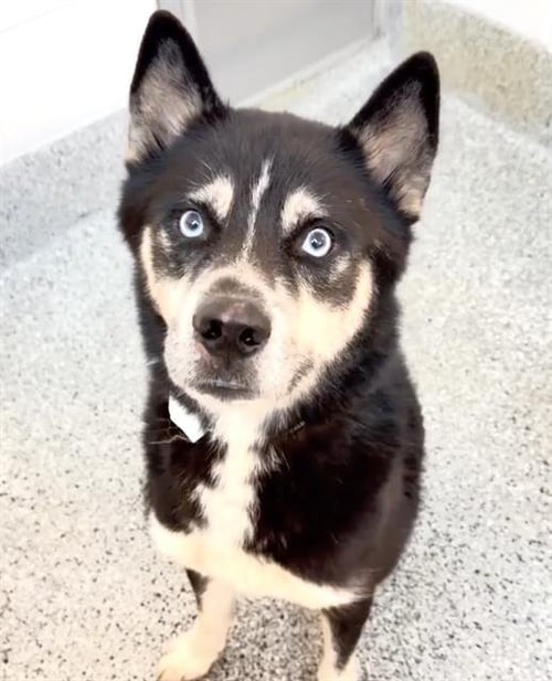 QUILL - Siberian Husky available for adoption