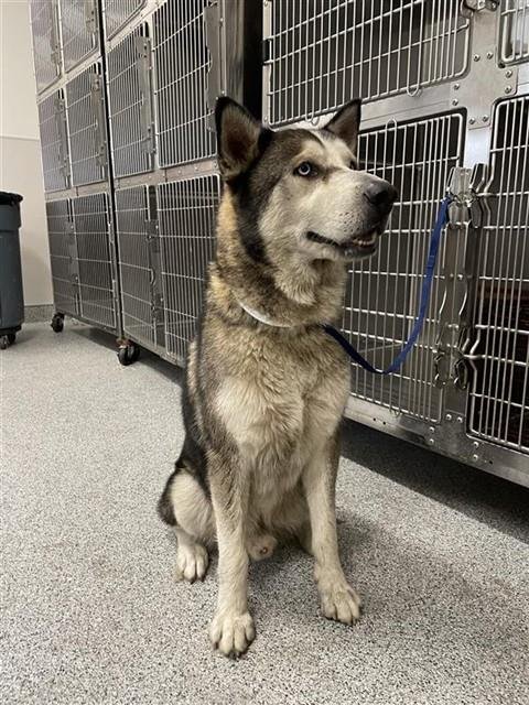 COSMO - Husky available for adoption