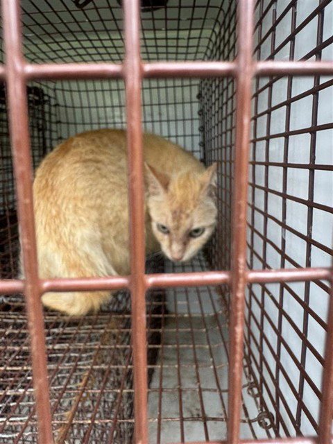 A657976 - Domestic Short Hair available for adoption