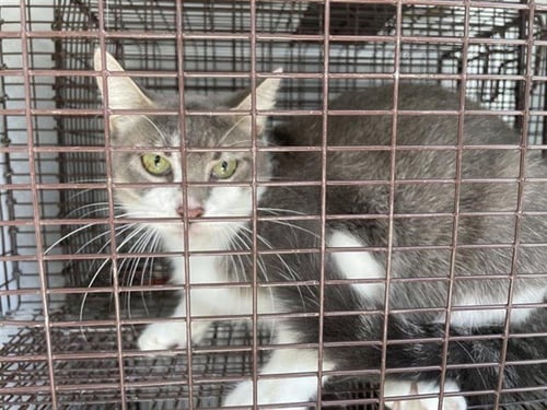 A662088 - Domestic Short Hair available for adoption