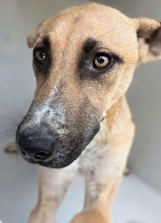 A660541 - Black Mouth Cur / Belgian Shepherd Malinois available for adoption