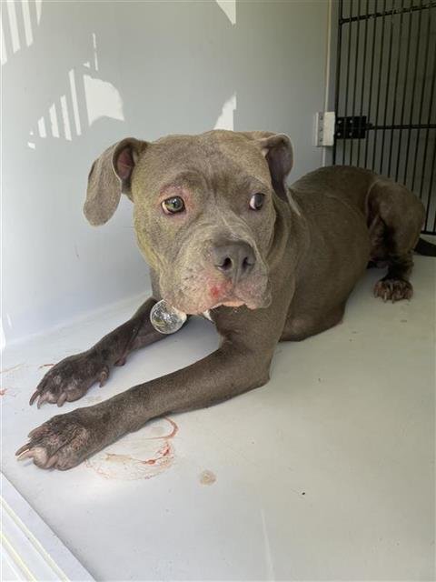 A657593 - Pit Bull Terrier available for adoption