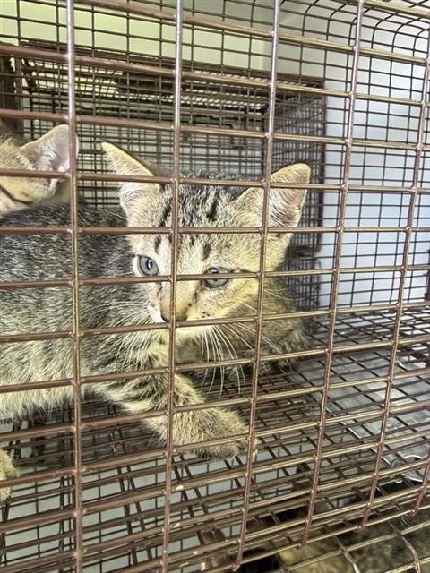 A659598 - Domestic Short Hair available for adoption